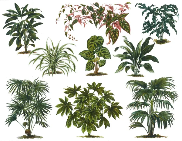 Oude botanische illustratie — Stockfoto