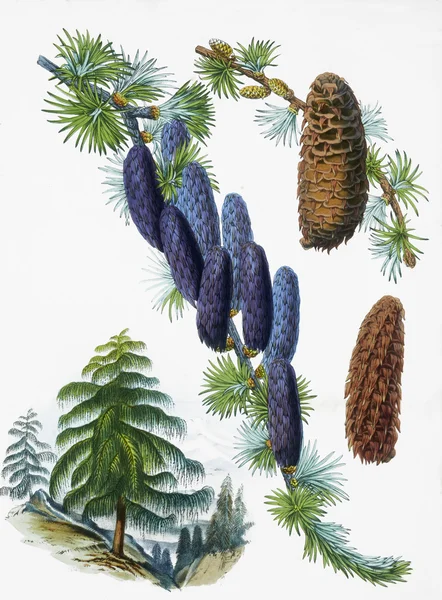 Stary ilustracja botaniczna — Zdjęcie stockowe