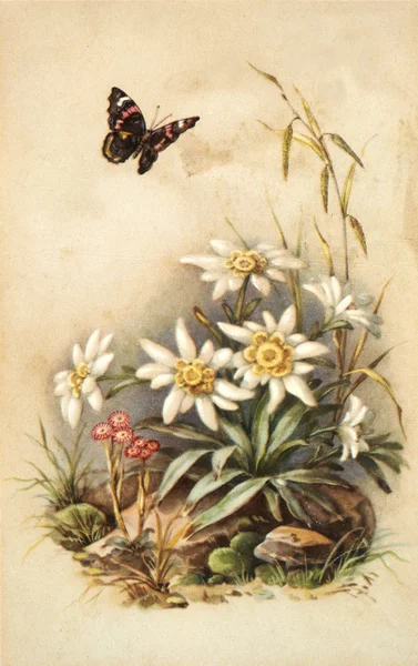 Old flowers illustration — Stock Photo, Image