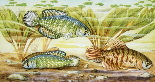 Εικονογράφηση ψάρια — Φωτογραφία Αρχείου