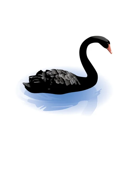 Swan — Stock Vector