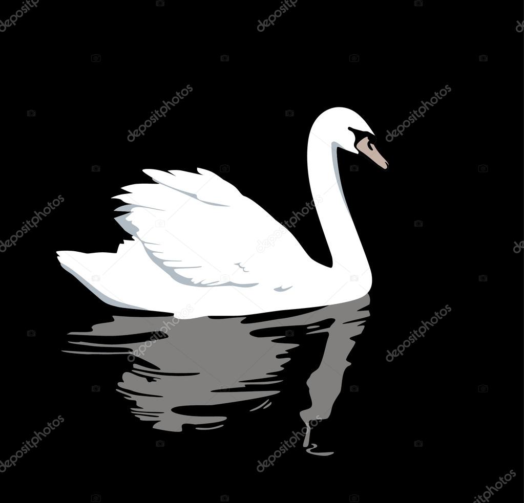 swan