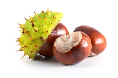 Chestnut clipart