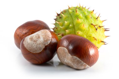 Chestnut clipart