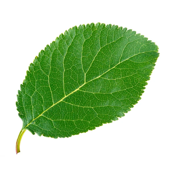 Isolated leaf — Stock Photo, Image