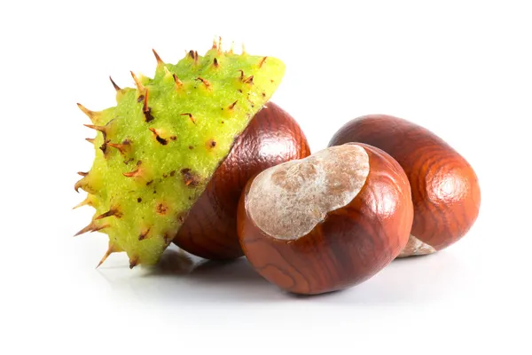 Chestnut Royalty Free Stock Images