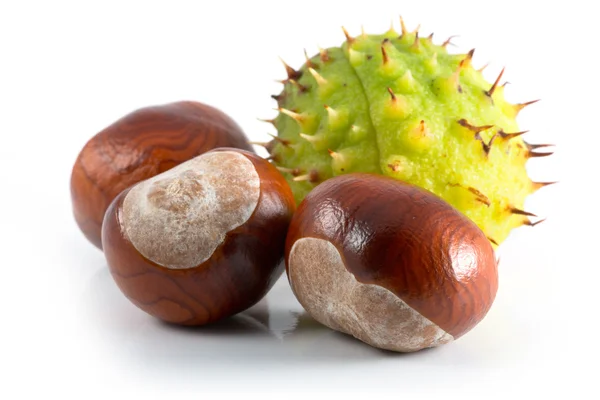 Chestnut Stock Picture