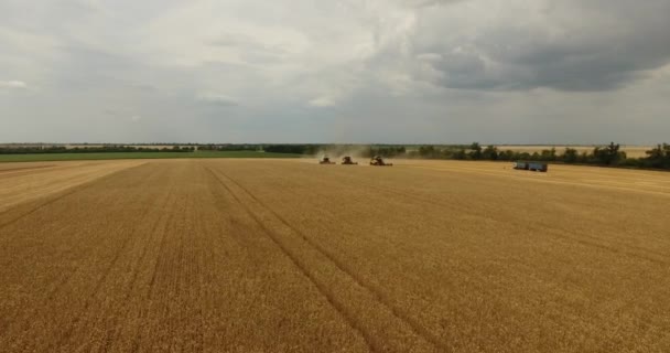 Połączyć w polu zbiorów pszenicy — Wideo stockowe