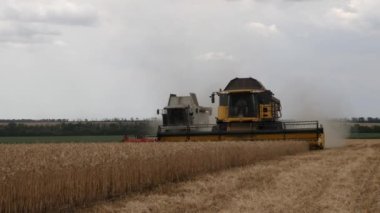 Tarlada birleşen buğday hasadı