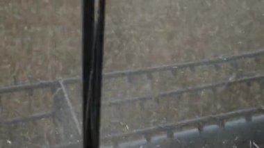 Buğday hasadı, bir taksinin manzarası.