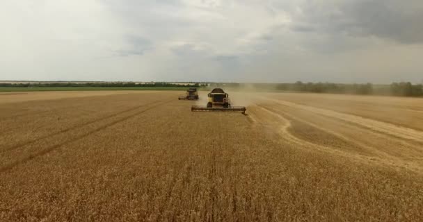 Combinar no campo colheitas de trigo — Vídeo de Stock