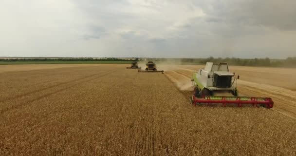 Combine in the field harvests wheat ストック映像