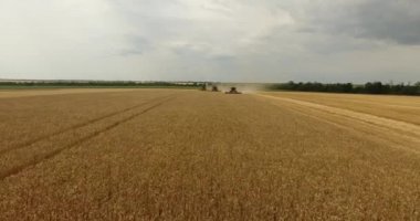 Tarlada birleşen buğday hasadı