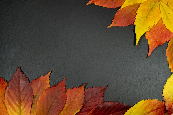 Autumn Yellow Red Leaves Dark Background Frame — Stock Photo, Image