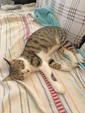 Güzel tekir kedi uyuyor, dinleniyor, yakın plan. Uyuyan kedi, kedi. Kedi patileri havada sırt üstü uyur. Ağzını açtı, dişlerini ve dilini gösterdi. Komik kedi, hayvanlar, komik.