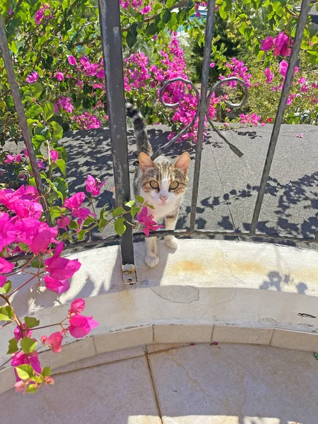 Cute Piękny Kot Balkonie Lecie Wśród Pięknych Różowych Kwiatów Bougainvillea — Zdjęcie stockowe