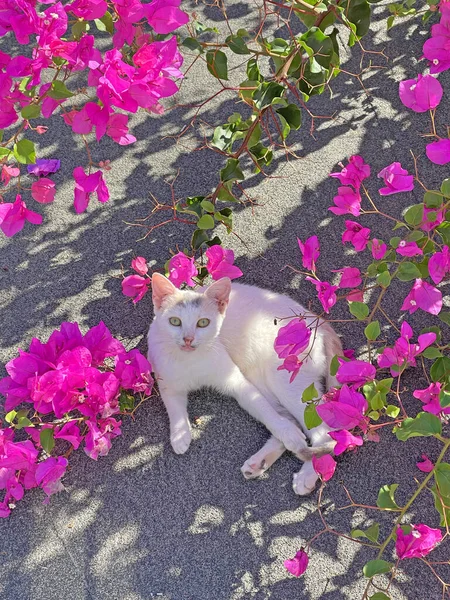 Pequeño Gatito Blanco Hermoso Gato Gatito Joven Encuentra Techo Gris —  Fotos de Stock