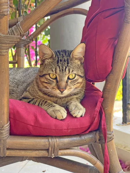 Beautiful Muzzle Cat Close Cat Sits Chair Looks Beautiful Eyes — Zdjęcie stockowe