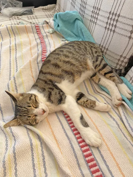 Güzel tekir kedi uyuyor, dinleniyor, yakın plan. Uyuyan kedi, kedi. Kedi patileri havada sırt üstü uyur. Ağzını açtı, dişlerini ve dilini gösterdi. Komik kedi, hayvanlar, komik.