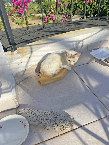 塞浦路斯 一只白色无家可归的小猫躺在街上的阳台上 睡在垫子上 街上无家可归的猫 爱护动物 — 图库照片