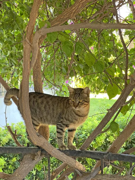 Beautiful Gray Tabby Cat Stands Green Trees Summer Green Summer — стоковое фото
