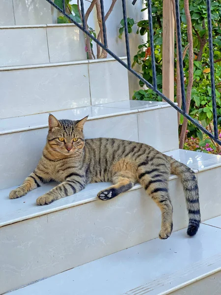 一只漂亮的灰胖胖的猫躺在房子的楼梯上休息 漂亮的街道猫 有条纹 宠物像老虎 垂直的照片 — 图库照片