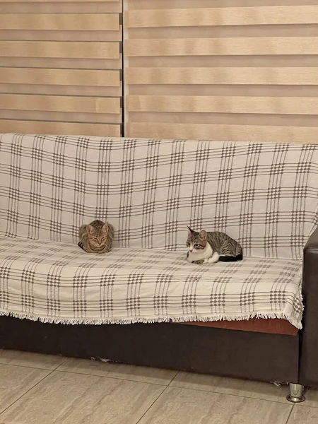 Two Beautiful Cats Sitting Couch Sleeping Little Domestic Cats Cats — стоковое фото