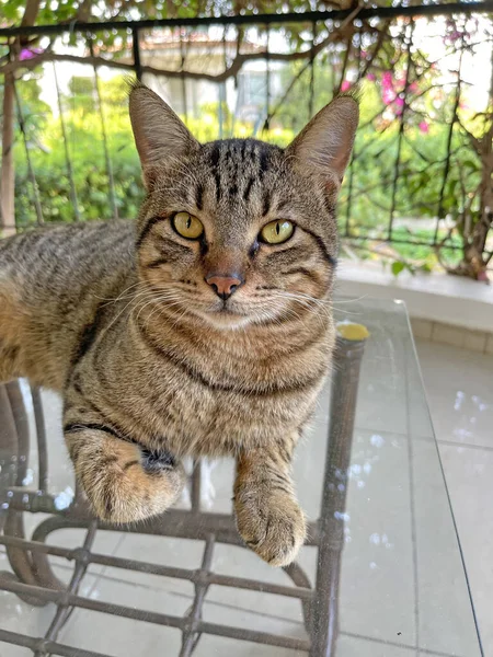 猫の顔の近くにある美しい灰色のタビー猫は 美しい目でカメラを見つめ 足を曲げたガラスのテーブルの上に横たわっています 野良猫 — ストック写真