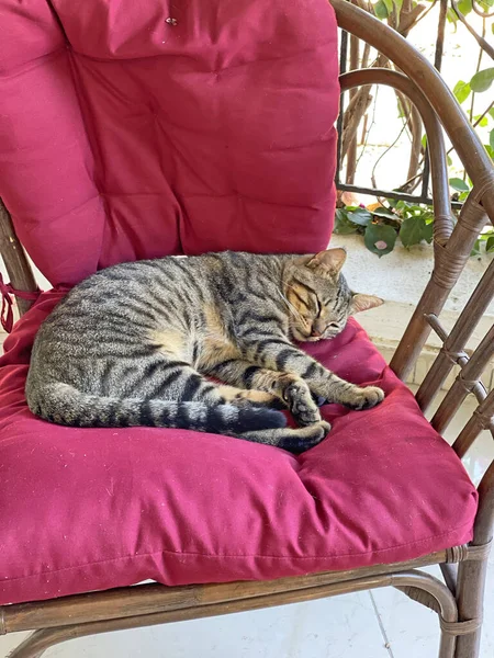 Een Mooie Tabby Kat Slaapt Natuur Rust Close Slapende Kat — Stockfoto