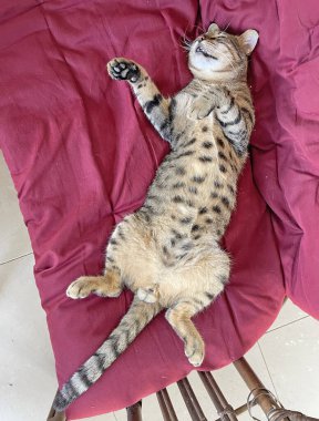 Güzel tekir kedi uyuyor, dinleniyor, yakın plan. Uyuyan kedi, kedi. Kedi patileri havada sırt üstü uyur. Ağzını açtı, dişlerini ve dilini gösterdi. Komik kedi, hayvanlar, komik.