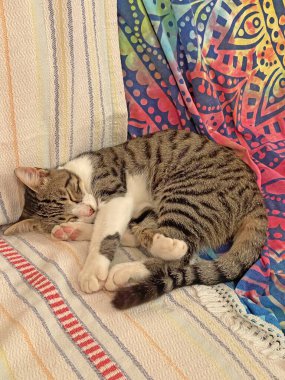 Güzel tekir kedi uyuyor, dinleniyor, yakın plan. Uyuyan kedi, kedi. Kedi patileri havada sırt üstü uyur. Ağzını açtı, dişlerini ve dilini gösterdi. Komik kedi, hayvanlar, komik.