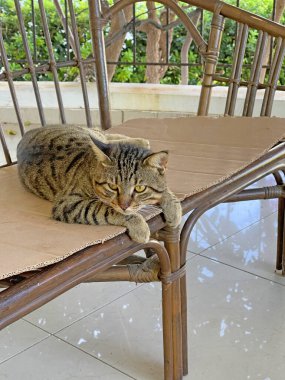 Güzel gri tekir kedi dışarıdaki hasır koltukta karton üzerinde yatıyor. Üzgün kedi, hüzün, özlem, umutsuzluk. Sokak kedisi uyuyor, evin yanındaki sokakta dinleniyor. Üzücü bir bakış. Rahatla, dinlen, rahatla..