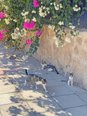 Çok renkli güzel sokak kedileri, Kıbrıs adasındaki pembe begonvillerin altında güneşlenerek yol kenarına uzanır..