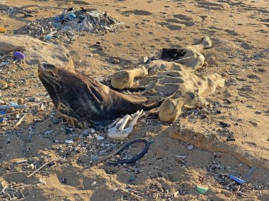 Ölü bir ineğin cesedi kumsalda, deniz kıyısında döküntülerin arkasında yatıyor. Ölü hayvan, inek. Kuzey Kıbrıs 'ta deniz kıyısında ölü bir inek yatıyor. Çevresel doğal afet.