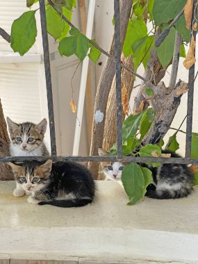 Sokakta birlikte oturan bir sürü kedi yavrusu var, anne kedi yok, evsiz küçük sokak kedileri. Güzel, şirin, çok renkli, tüylü kedi yavruları..