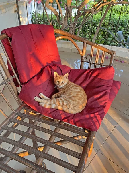 Piękny Mały Rudy Tabby Kot Kotek Leży Krześle Wygląda Odpoczynki — Zdjęcie stockowe