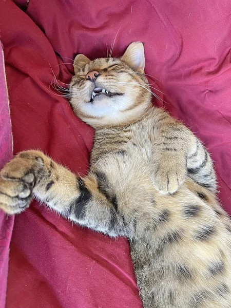 Piękny Kotek Śpi Odpoczywa Robi Zbliżenie Śpiący Kot Kot Kot — Zdjęcie stockowe