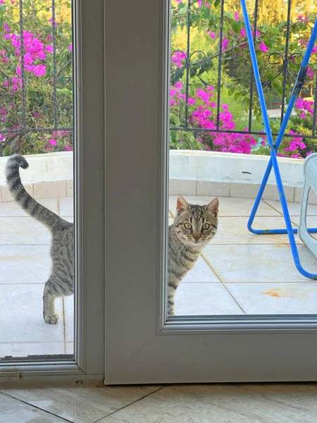 阳台上站着一只漂亮的灰胖胖的猫 向房子里看去 街上的猫 要求进入房子 人们对动物的爱 — 图库照片