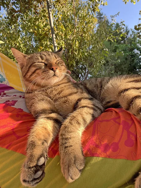Cat Sleeping Close Beautiful Gray Tabby Cat Lies Lap Girl — ストック写真