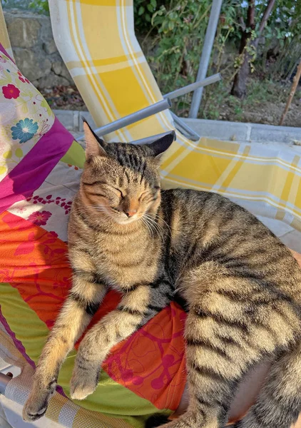 Cat Sleeping Close Beautiful Gray Tabby Cat Lies Lap Girl — ストック写真