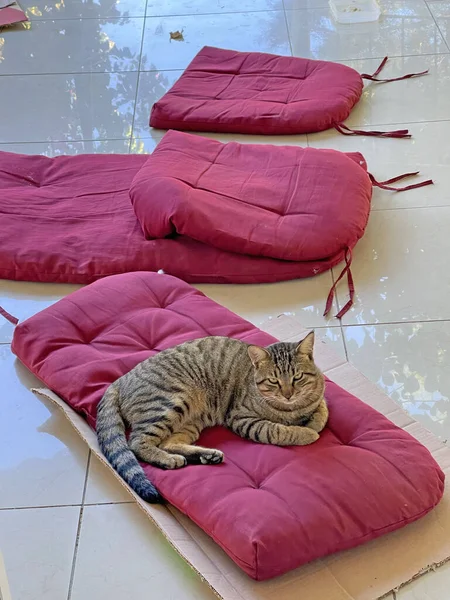 Beautiful Gray Tabby Cat Lies Soft Burgundy Pillows Street Cats — стоковое фото
