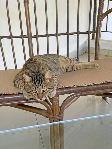 Beautiful Gray Tabby Cat Lies Wicker Sofa Cardboard Sad Cat — стоковое фото