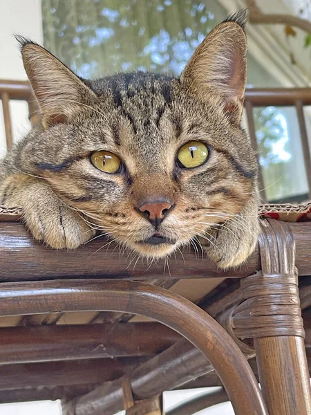 Piękny Szary Kot Leży Wiklinowej Kanapie Zewnątrz Tekturze Smutny Kot — Zdjęcie stockowe