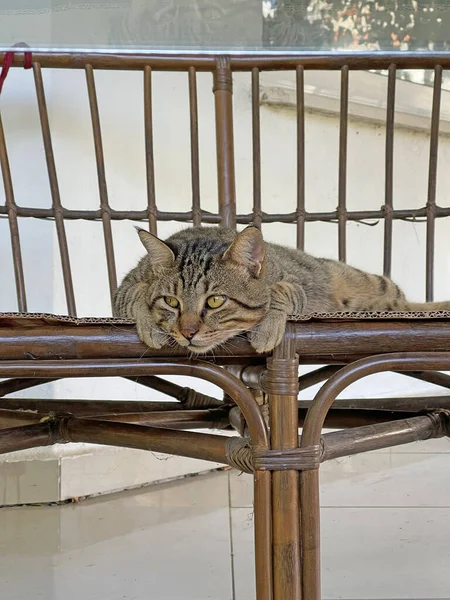 Beautiful Gray Tabby Cat Lies Wicker Sofa Cardboard Sad Cat — Stock Photo, Image