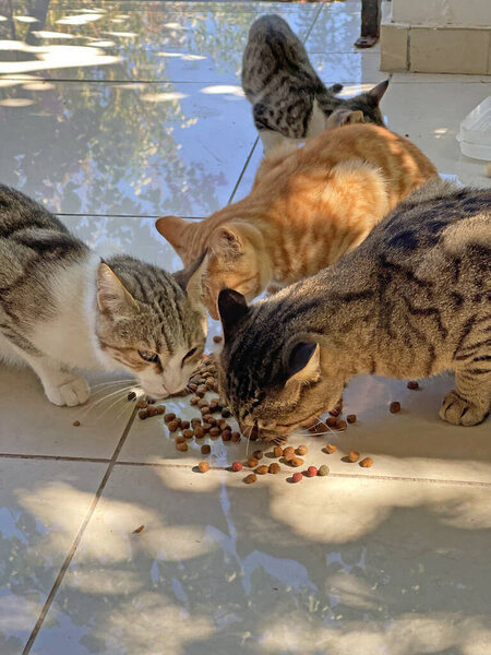 Many colorful colored street cats eat dry food outdoor floor. Wild street cats on island of Cyprus. Feeding cats, loving, caring for animals. Tenderness, kindness. Close-up beautiful cats are eating.