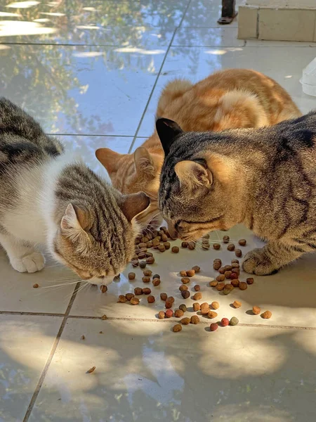 多くのカラフルな色の通りの猫はドライフードの屋外フロアを食べる キプロス島の野生のストリート猫 猫への餌やり 動物への配慮 優しさと優しさ 近くの美しい猫が食べています — ストック写真