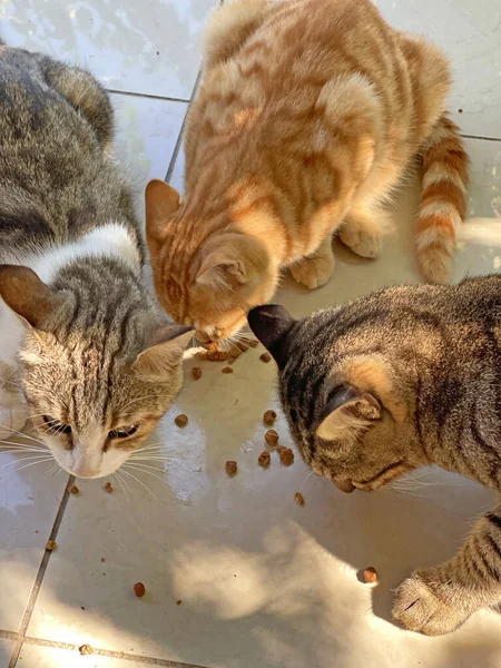 Many Colorful Colored Street Cats Eat Dry Food Outdoor Floor — стоковое фото