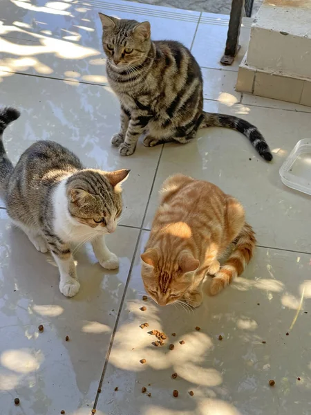 Many Colorful Colored Street Cats Eat Dry Food Outdoor Floor — Stock Photo, Image