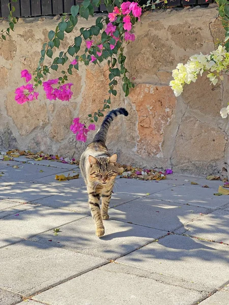 塞浦路斯岛上有一只漂亮的灰胖胖的猫在街上散步 夏天户外的街头猫 — 图库照片