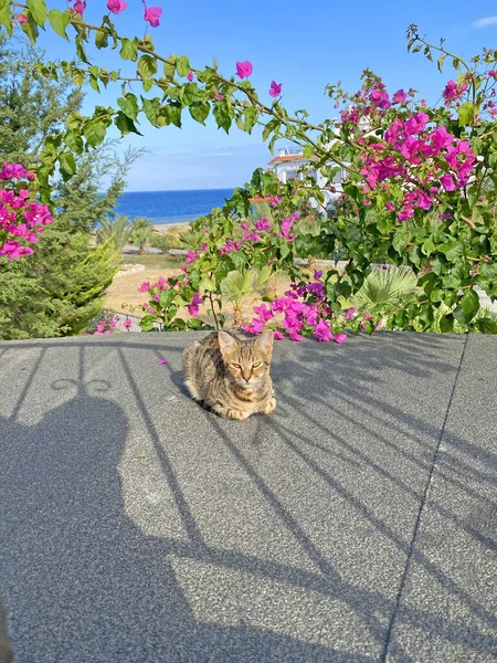 Leuke Mooie Kat Het Balkon Zomer Tussen Mooie Roze Bougainvillea — Stockfoto